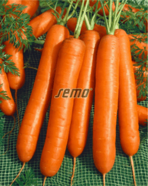 Mrkva skorá DS Amsterdam 2 - aj na rýchlenie 2g BIO