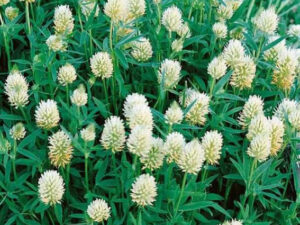 Ďatelina alexandrijská jednoročná (Trifolium alexandrium) Alex C1 25kg vrecia, obaľovaná, inoculovaná rhizob