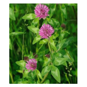 Ďatelina lúčna Tenia C1 diploidná, cena za 1kg ! Inokulovaná rhizobiami pre vyššiu úrodu. Obaľovaná