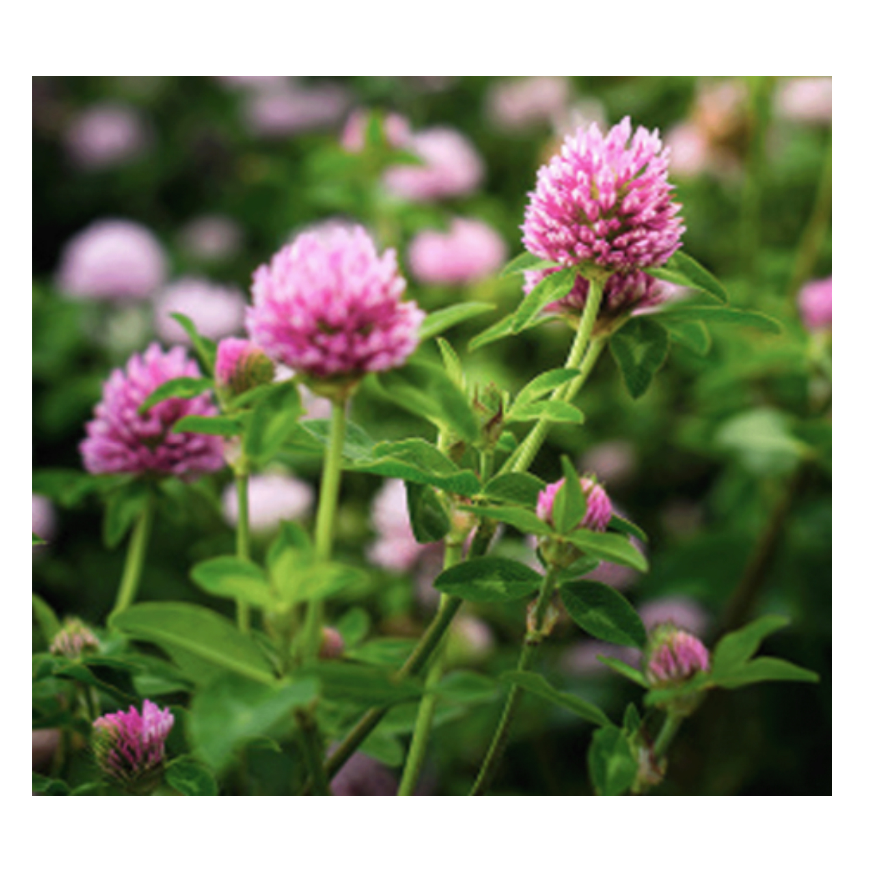 Ďatelina lúčn Krynia C1, 1kg, Konvička – Obrázok 2