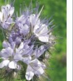 Kvet facélia vratičolistej