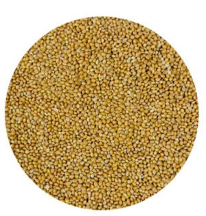Proso žlté kŕmne