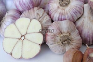 Cesnak sadbový jeseň Štěpán- nepaličiak  4-5 hlávok (250g)