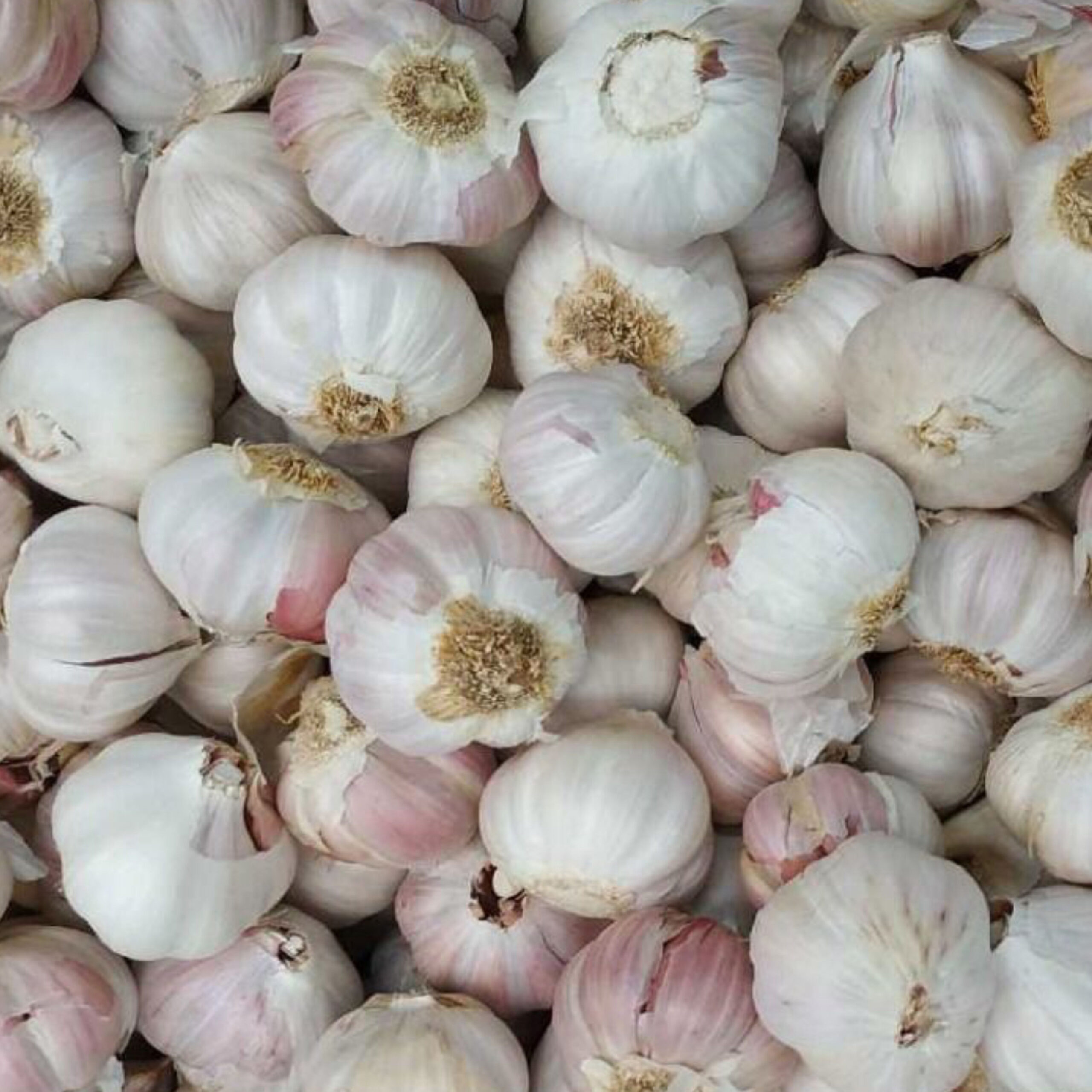 Cesnak Morado cca 250g bielo-fialový paličiak – Obrázok 2