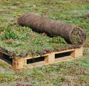 Rozchodníkový koberec Sedum mix blanket cena za m2, balenie 1,2x1m=1,20m2