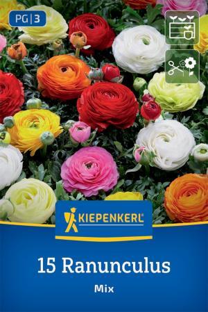 Iskerník zmes bal.15ks 5/+ (ranunkulus) pivoňkokvetý Aviv 35cm