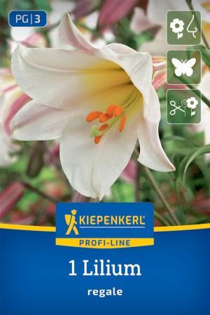 Ľalia trúbkovitá Regale/Konigslilie biela, 1ks,20/22, 120cm