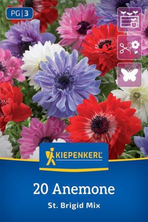 Veternica St.Brigid zmes bal.20ks 5/6 plnokvetá (anemone) 20cm