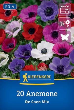 Veternica De Caen zmes bal.20ks 5/6 jednoduchá (anemone) 20cm Basis