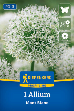 Okrasný cesnak Mont Blanc bal.1ks 20/+, biely veľkokvetý (allium), v.100cm