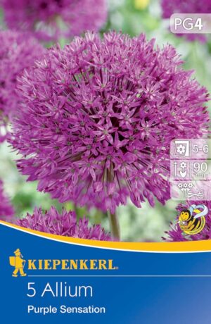 Okrasný cesnak Purple Sensation bal.5ks 14/+ ružovo fialový (allium) 90cm Basis