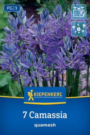 Camassia quamash bal.7ks 6/+ fialovo modrý Ladoník 20-30cm