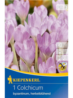 Jesienky -colchicum Byzantinum bal.1ks ,20/+ fialovo ružové, 15cm