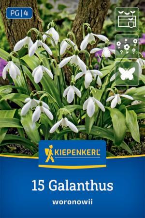 Snežienka bal.15ks 6/+ biela (galanthus woronowii) 10cm Basis