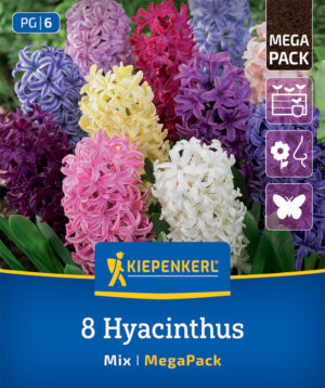 Hyacint Mix bal.9ks zmes 14/15, 20cm Mega Pack