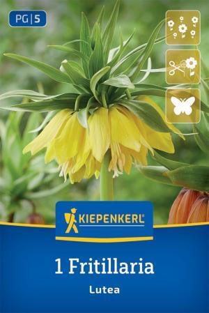 Korunka kráľovská Lutea bal.1ks 20/22mm žltá (fritillaria) 80cm výška
