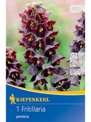 Korunka kráľovská Persische bal.1ks 20/22 sýto fialová (fritillaria) 80cm Basis