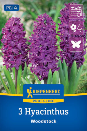 Hyacint Woodstok purpurovo červený bal.3ks 16/17, 25cm Profi Line