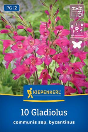 Gladiol Byzantinus bal.10ks 6+