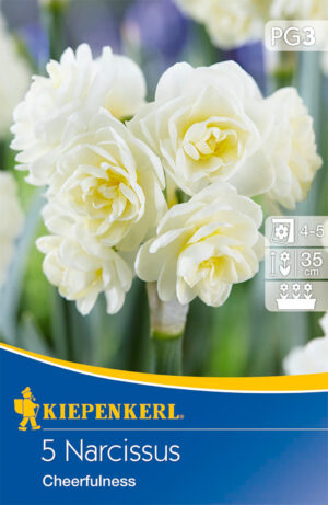 Narcis Cheerfulness balenie 5ks 12/14 smotanovo-biely, 35cm Basis