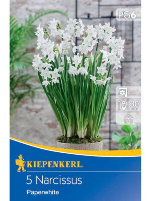 Narcis Paperwhite bal.5ks 14/15 biely 30cm Basis
