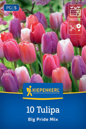Tulipáy Big Pride Mix bal.10ks 11/12 zmes darwin.h. 60cm