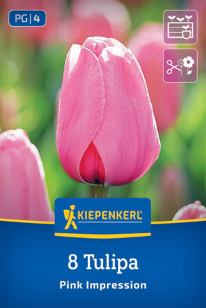 Tulipán Pink Impression bal.8ks 12/+ ružový darwin-h.50cm