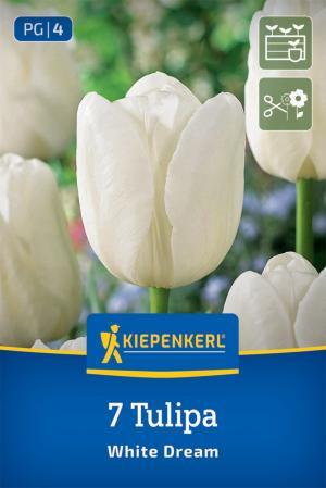 Tulipán White Dream bal.7ks 12/+ biely triumph 45cm