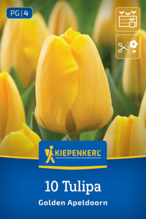 Tulipán Golden Apeldoorn bal.10ks 11/12, žltý darwin-h.50cm Basis