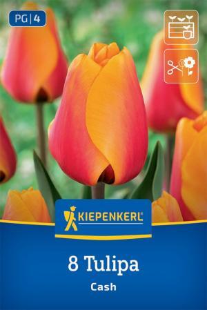 Tulipán Cash bal.8ks 11/12oranžový s červeným stredom, darwin-h.60cm Basis