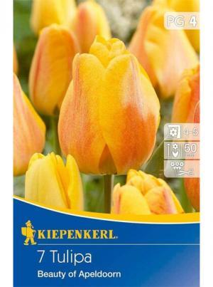 Tulipán Beauty of Apeldoorn bal.7ks 12/+ oranžovo žltý s červeným žíhaním, darwin-h.50cm Basis