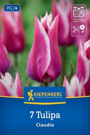 Tulipán Claudia bal.7ks 11/12 svet,fialový, biely okraj, ľaliokv. 50cm Basis