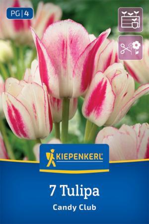 Tulipán Candy Club bal.7ks 11/12 krémovo biely s červeným maľovaním, viackvetý, 50cm