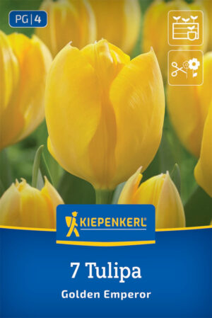 Tulipán Golden Emperor bal.7ks 12/+ žltý fosteriana, žltý, 30cm