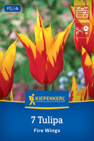 Tulipán Fire Wings 7ks 11/12, 60cm, Profi-Line