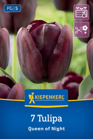 Tulipán Queen of Night bal.7ks 12/+, čierno-fialový neskorý 60cm Basis