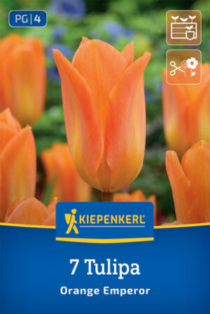 Tulipán Oranger Emperor bal.7ks 11/12 oranžový fosteriana 35cm Basis