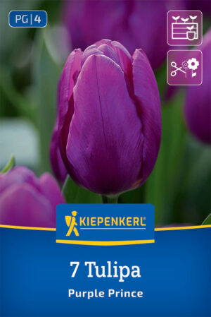 Tulipán Purple Prince bal.7ks 11/12, purpur.fialový, skorý 35cm