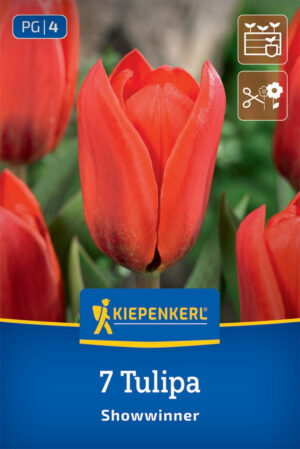 Tulipán Showwinner bal.7ks 10/11 kardinál.červený kaufman.15cm Basis