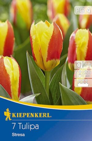 Tulipán Stresa bal.7ks 11/12 ríbez.červený, žltý okraj kaufman. skorý 20cm Basis