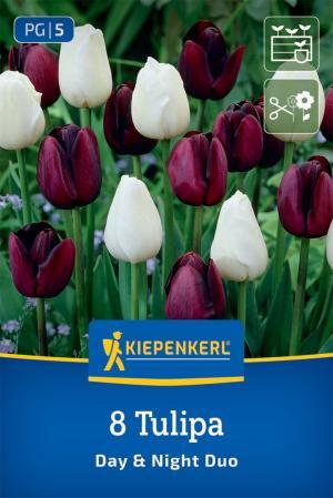 Kvitn.partneri Night and Day: tulipány čierno-biele neskoré 8ks 11/12, 60cm