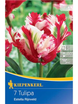 Tulipán Estella Rijnveld, bal.7ks 11/12 červený, bielo-žíhaný, papagájovitý 50cm výška