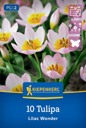 Tulipán Lilac Wonder bal.10ks 6/+, fialovo ružový botanický 15cm Basis
