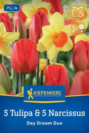 Kvitn.partneri: narcis Red Devon+ tulipány Orange Emperor bal.10ks 10/11+12/14, 40cm