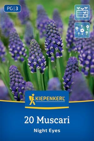 Modrica (muscari armen.) Night Eyes bal.20ks tmavo modré s bielym 20cm Basis