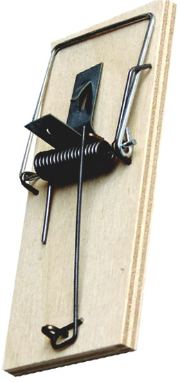 Pasca na myši drevená