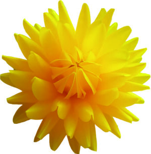 Vosková Dahlia B žltá