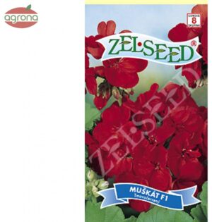 Muškát zonale ZS tmavo červený F1 8semien