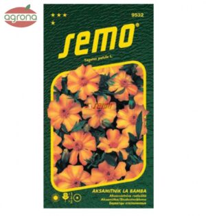 Aksamietnica rozložitá SM La Bamba