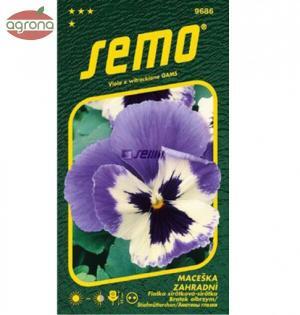 Viola velkokvetá SM Glacier Ice violet white 0,3g